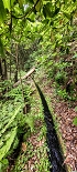 Plants: image 55 Of 208 Thumb